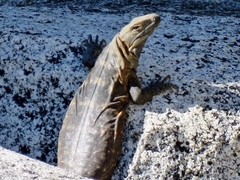 Ctenosaura hemilopha