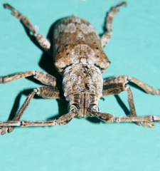 Rhytiphora bispinosa