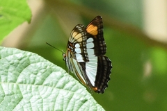 Adelpha serpa