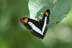 Adelpha serpa