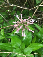 Valeriana pauciflora