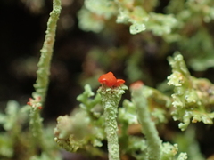 Cladonia bellidiflora