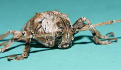 Rhytiphora bispinosa