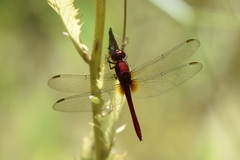 Erythrodiplax castanea