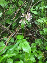 Valeriana pauciflora