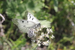 Parnassius mnemosyne