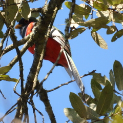 Trogon elegans