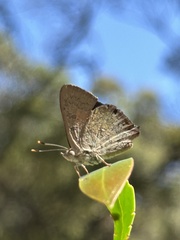 Paralucia pyrodiscus lucida