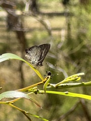 Paralucia pyrodiscus lucida