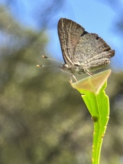 Paralucia pyrodiscus lucida