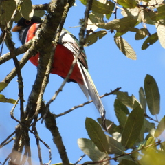 Trogon elegans