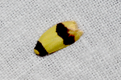 Heterallactis euchrysa