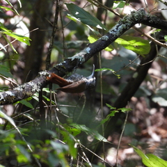 Lepidocolaptes leucogaster