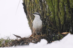Sitta europaea europaea