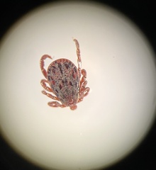 Dermacentor occidentalis