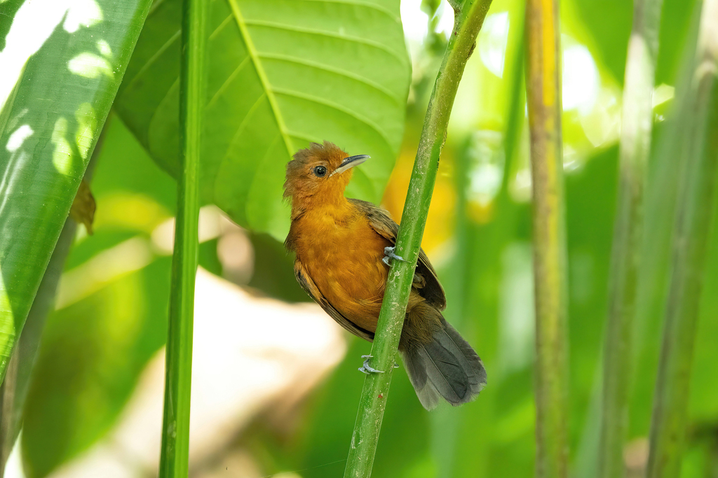 Riparian Antbird photo