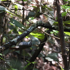 Lepidocolaptes leucogaster