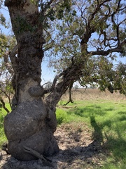 Eucalyptus microcarpa