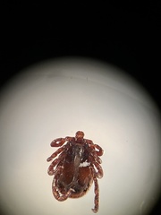 Dermacentor occidentalis