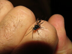 Evania appendigaster