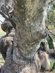 Eucalyptus microcarpa