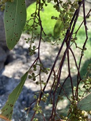 Eucalyptus microcarpa