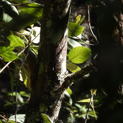 Lepidocolaptes leucogaster