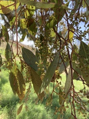 Eucalyptus microcarpa