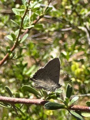 Paralucia pyrodiscus lucida
