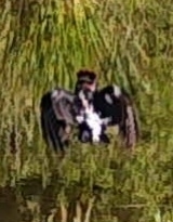 Sphyrapicus nuchalis