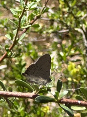 Paralucia pyrodiscus lucida
