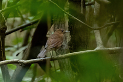 Turdus hauxwelli