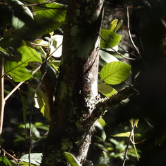 Lepidocolaptes leucogaster