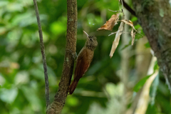 Xiphorhynchus obsoletus