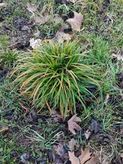 Plantago coronopus