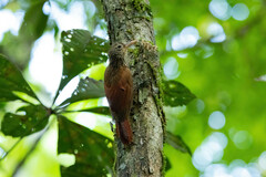 Xiphorhynchus obsoletus