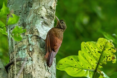 Xiphorhynchus obsoletus