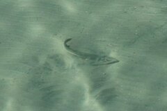 Pseudobatos productus