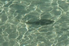 Pseudobatos productus