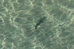 Pseudobatos productus