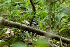 Hylophylax punctulatus