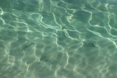 Pseudobatos productus