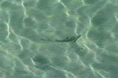 Pseudobatos productus