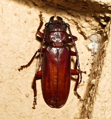 Cacodacnus planicollis