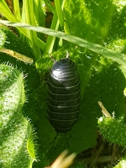 Armadillidium