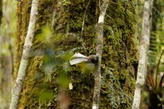 Rhipidura fuliginosa fuliginosa