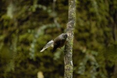 Rhipidura fuliginosa fuliginosa