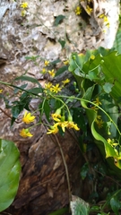 Senecio scandens