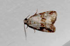 Maliattha amorpha