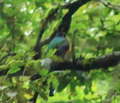 Trogon mexicanus